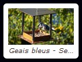 Geais bleus - Sept 2007