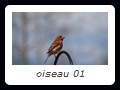 oiseau 01