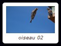 oiseau 02